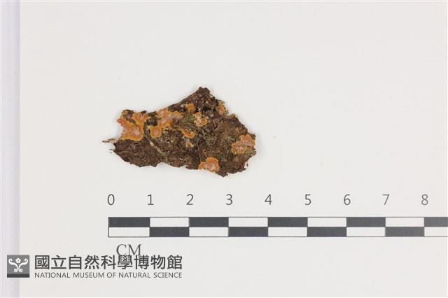 登錄號:F0035693藏品圖，第1張