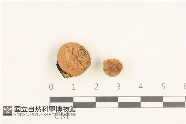 登錄號:F0038493藏品圖，第1張