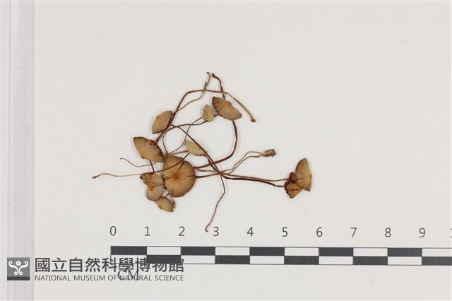 登錄號:F0036493藏品圖，第1張