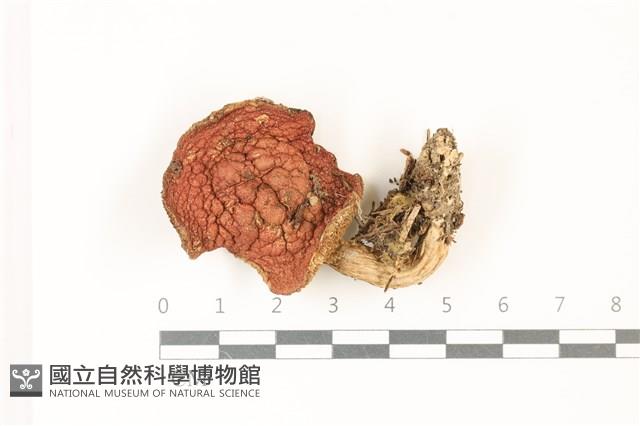 登錄號:F0037493藏品圖，第1張
