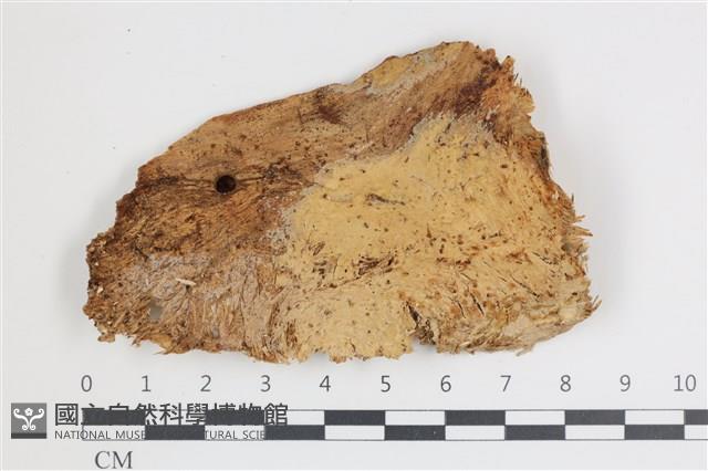 登錄號:F0035493藏品圖，第1張