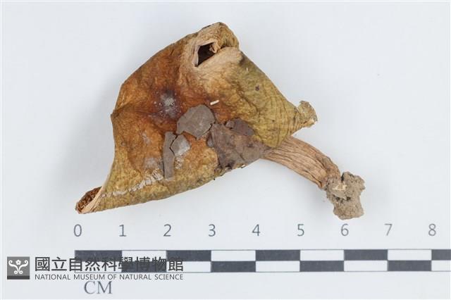 登錄號:F0038793藏品圖，第1張