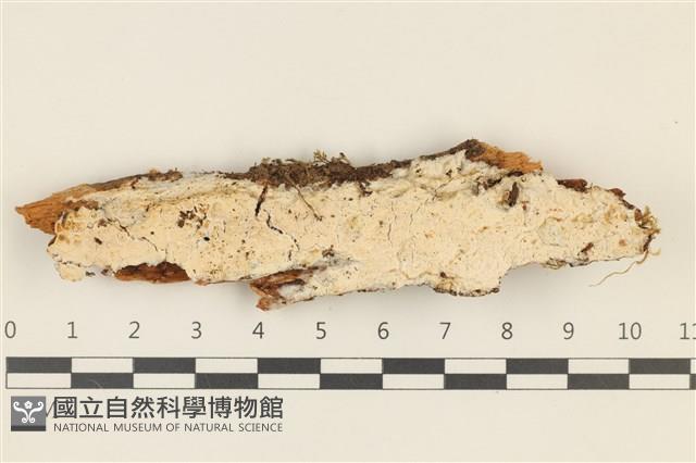 登錄號:F0036793藏品圖，第1張