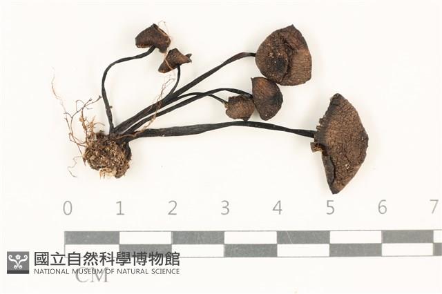 登錄號:F0037793藏品圖，第1張