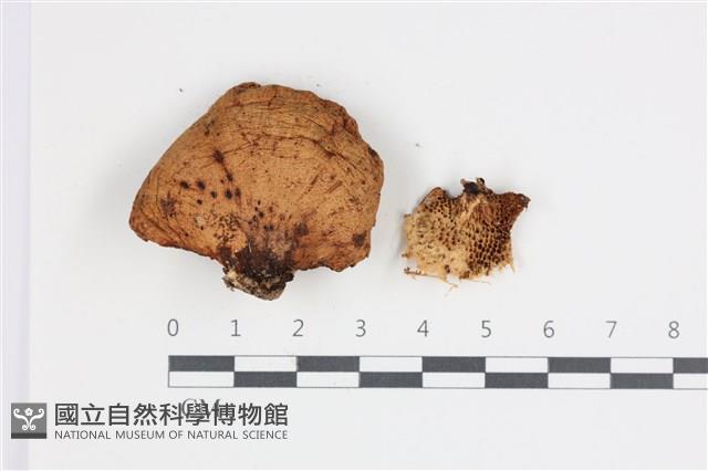 登錄號:F0035793藏品圖，第1張