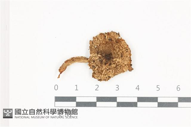 登錄號:F0036593藏品圖，第1張