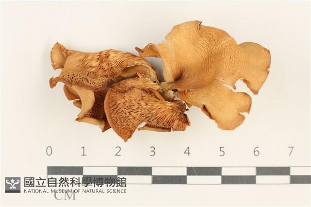 登錄號:F0037593藏品圖，第1張
