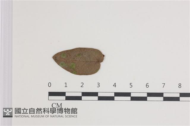 登錄號:F0035593藏品圖，第1張
