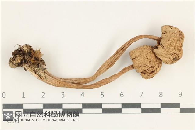 登錄號:F0038193藏品圖，第1張