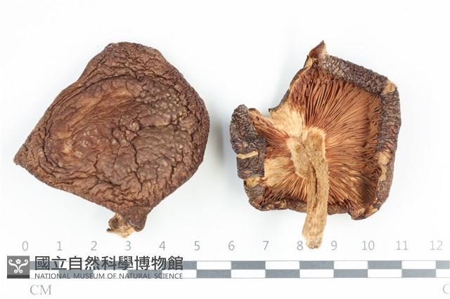 香菇	藏品圖，第1張