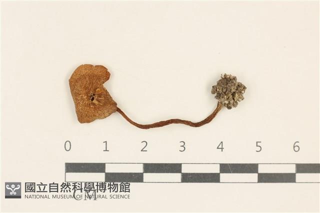 粉褶菌屬藏品圖，第1張