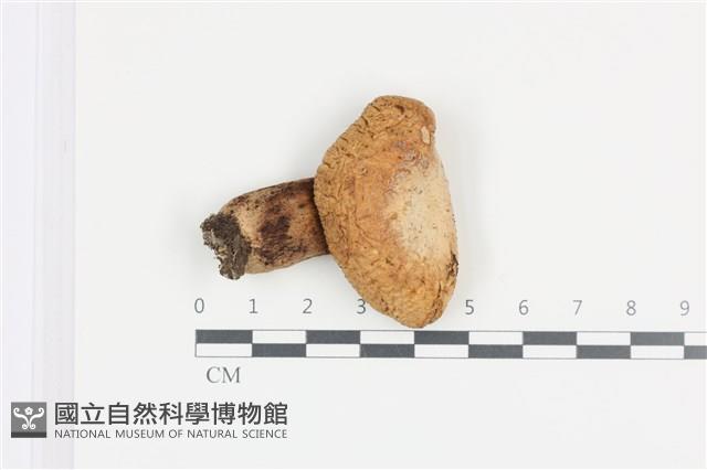 登錄號:F0036093藏品圖，第1張