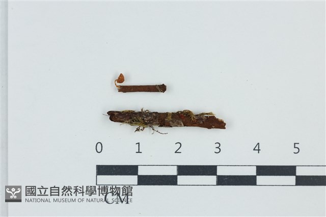 小菇屬藏品圖，第1張