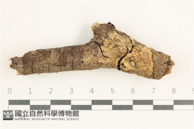 登錄號:F0038393藏品圖，第1張