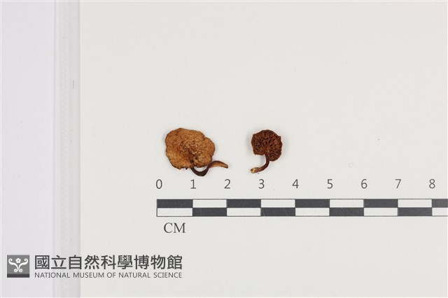 登錄號:F0036393藏品圖，第1張