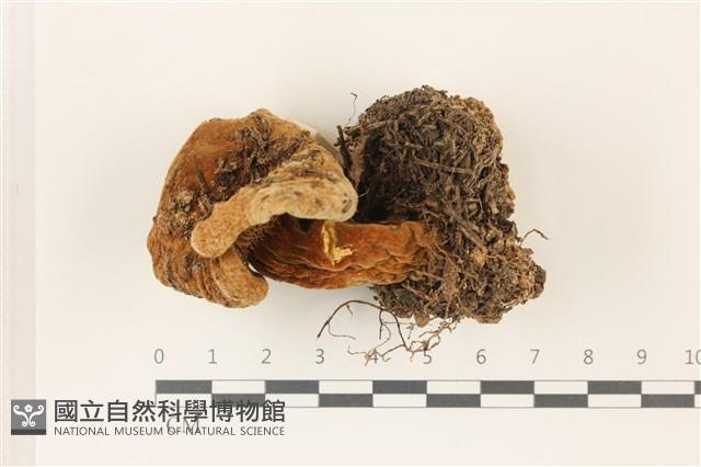 登錄號:F0037393藏品圖，第1張