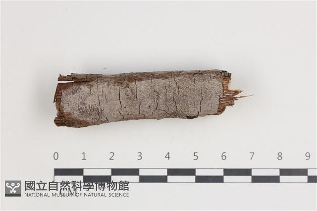 刺革菌屬藏品圖，第1張