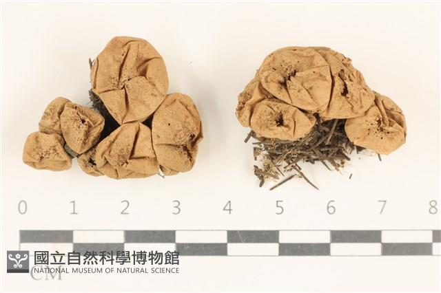 登錄號:F0019393藏品圖，第1張