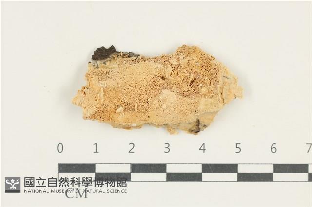 館號:F0038283藏品圖，第1張