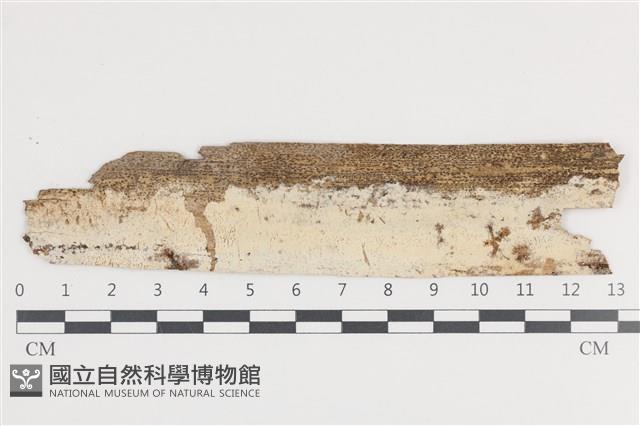 登錄號:F0036283藏品圖，第1張