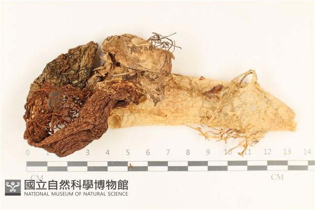 登錄號:F0037283藏品圖，第1張