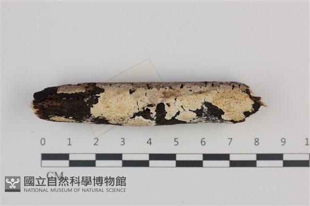 登錄號:F0035283藏品圖，第1張