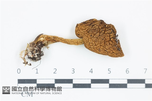 登錄號:F0039283藏品圖，第1張