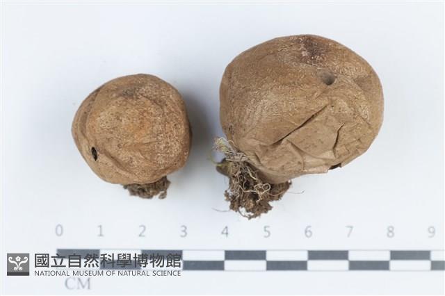 登錄號:F0038883藏品圖，第1張