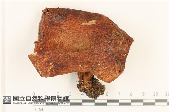 登錄號:F0036883藏品圖，第1張