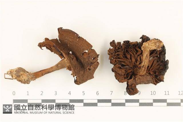登錄號:F0036983藏品圖，第1張