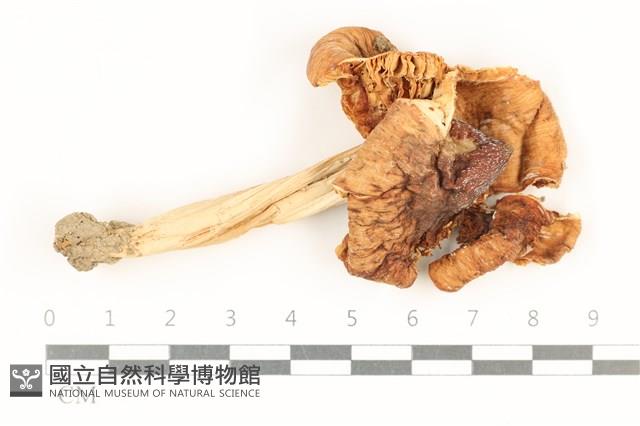 登錄號:F0037983藏品圖，第1張