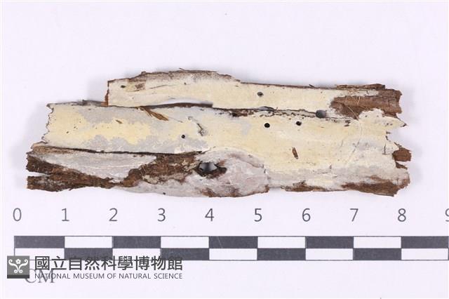 登錄號:F0035983藏品圖，第1張