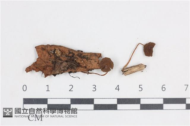 登錄號:F0038683藏品圖，第1張