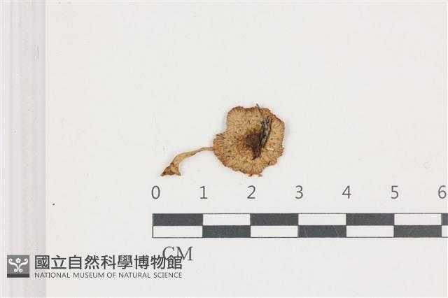 登錄號:F0036683藏品圖，第1張