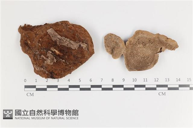 登錄號:F0035683藏品圖，第1張