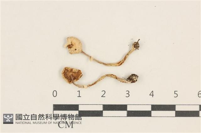 登錄號:F0038483藏品圖，第1張