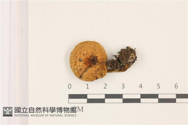 登錄號:F0037483藏品圖，第1張