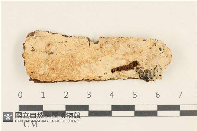 登錄號:F0036783藏品圖，第1張