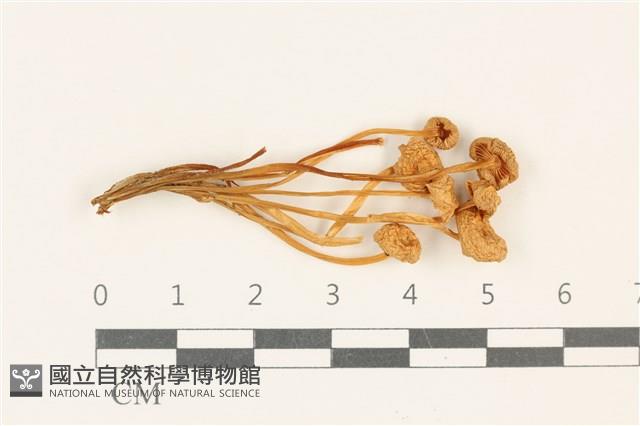 登錄號:F0037783藏品圖，第1張