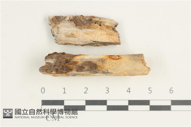 登錄號:F0038583藏品圖，第1張