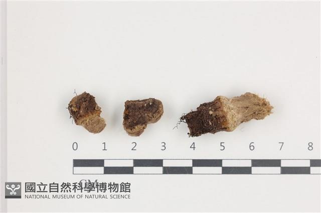 登錄號:F0036583藏品圖，第1張