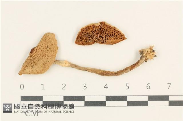 登錄號:F0037583藏品圖，第1張