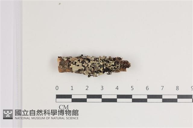登錄號:F0035583藏品圖，第1張