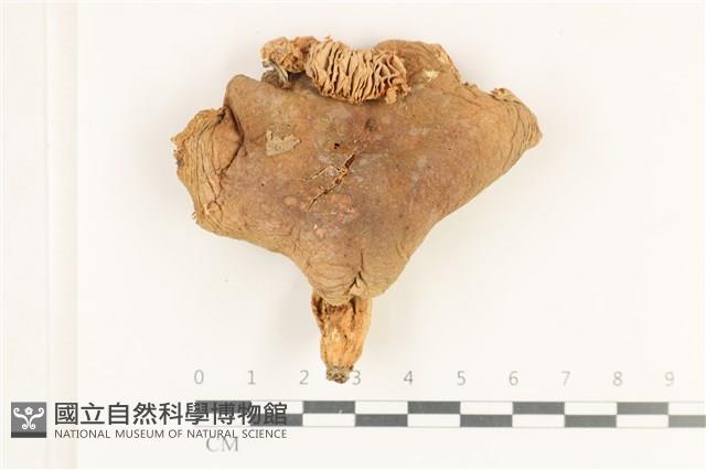 登錄號:F0038183藏品圖，第1張