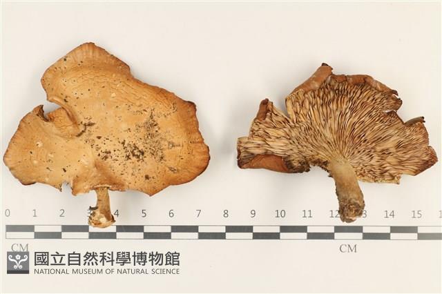 登錄號:F0037183藏品圖，第1張