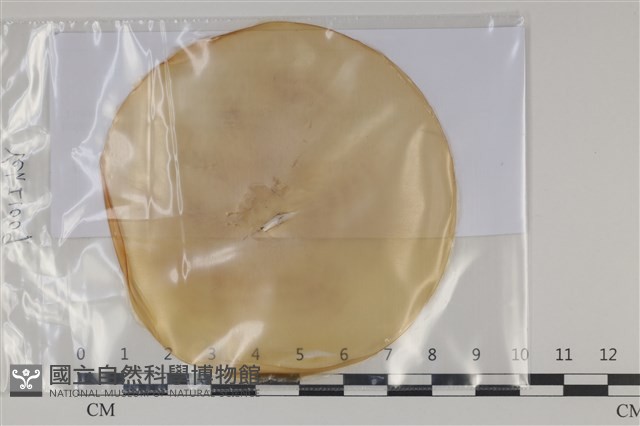 登錄號:F0035183藏品圖，第1張