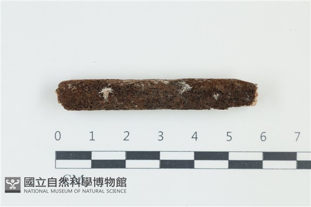 登錄號:F0039183藏品圖，第1張
