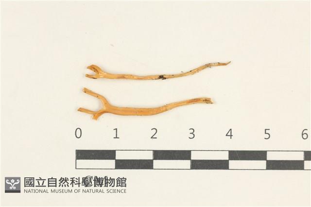登錄號:F0038083藏品圖，第1張