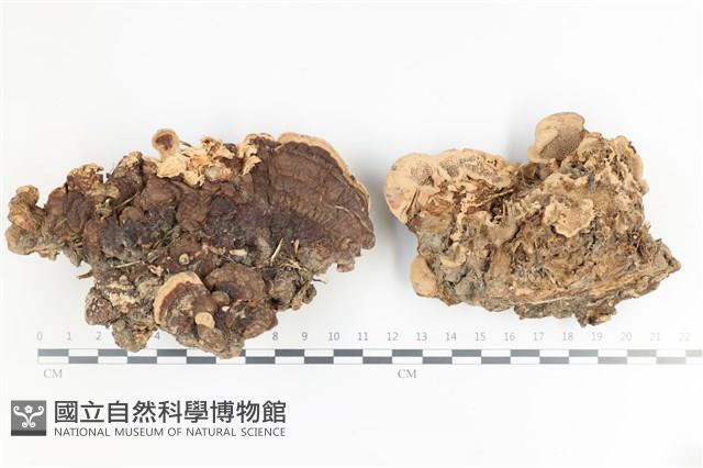 登錄號:F0036083藏品圖，第1張