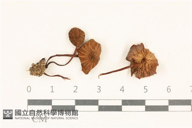 小皮傘屬藏品圖，第1張